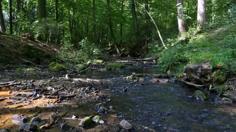 A brook ripples in the forest. In the middle are ferns. Stock Footage 138161495