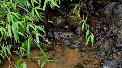 Brook river flow with green grass around Stock-Footage 297805400