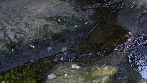 Brook running on a moss covered stone. Stock Footage 131363110