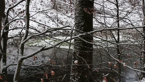 Brook running through the forest on a winter's morning Stock Footage 85722148