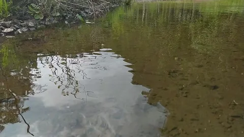 Brook, Russa Stock Footage 141341810