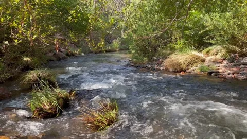 Brook stream flows through forest, sound Stock Footage 237828387