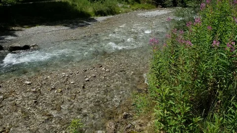 Brook with streaming water and violet fireweed flowers Stock Footage 78157309