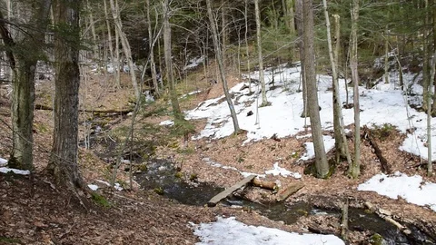 Brook Trail - Mount Greylock State Park - Lanesboro, MA Stockbeeldmateriaal 88494611