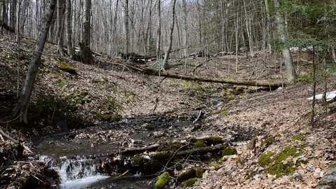 Brook Trail - Mount Greylock State Park - Lanesboro, MA Stockbeeldmateriaal 88509578