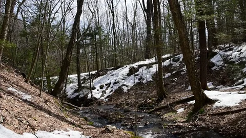 Brook Trail - Mount Greylock State Park - Lanesboro, MA Stockbeeldmateriaal 88509583