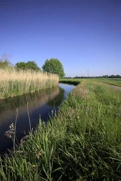 Brook with trees in the water Stock Photos