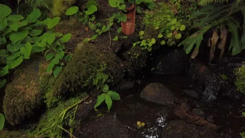 Brook in a tropical jungle surrounded by vegetation Stock Footage 134403979