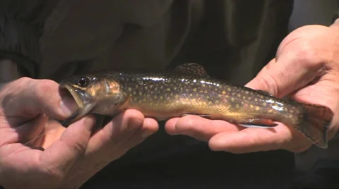 Brook trout being held in hands at Yosemite National Park 스톡 동영상 37585702