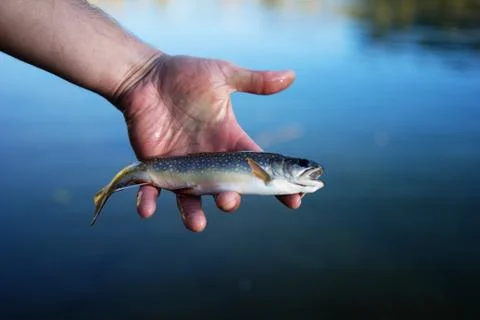 Brook Trout caught and released in Mammoth Lakes, California Stock Photos