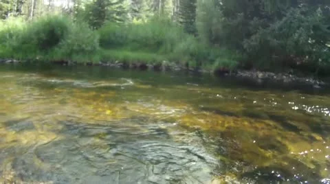 Brook trout Stock Footage 12725155