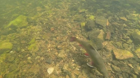 Brook Trout 库存影片 68570183