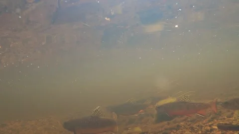 Brook Trout 스톡 동영상 289911643