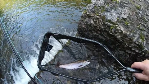 Brook trout release Stock-Footage 336030106