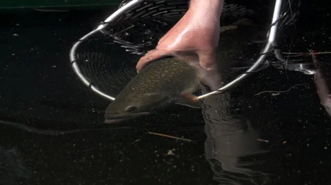 Brook Trout Release from a Net 库存影片 68675346