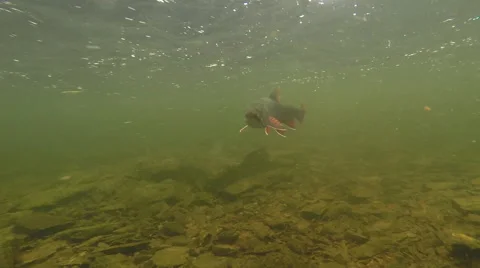 Brook Trout Swimming In River Stock Footage 68570402