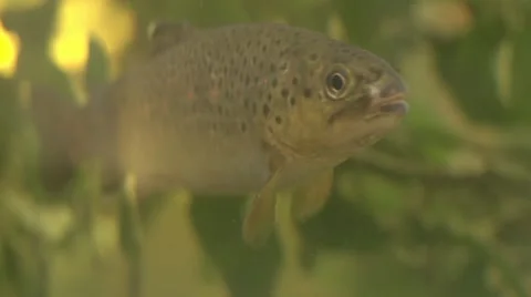 Brook trout under water Vídeos de archivo 65225937