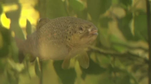 Brook trout under water Vídeos de archivo 65227480