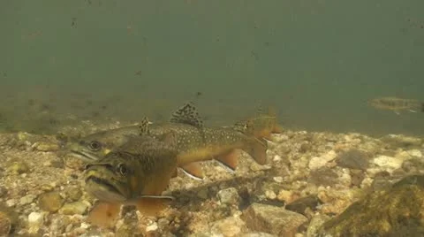 Brook Trout Underwater Stock Footage 10911878