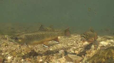 Brook Trout Underwater Stock Footage 10911880