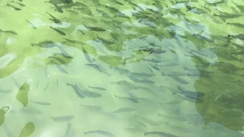 Brook trouts and rainbow trouts in a pond in a fish farm Stock Footage 276423018