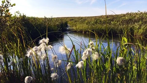 Brook view in tundra Stock Footage 79613848