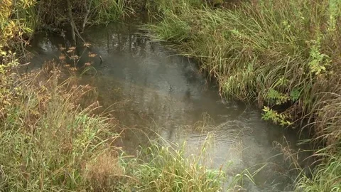 Brook. Water is leaking. Blades of grass sway on the shore Stock Footage 115323934