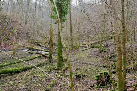Brook in the wild forest. Trees knocked down by a wind storm. Stock Photos