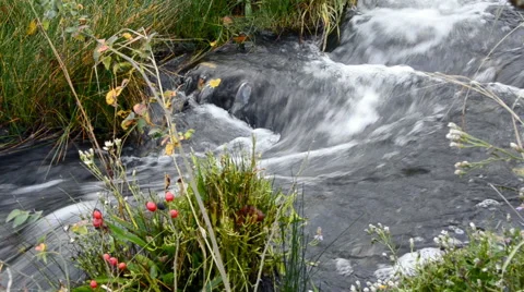 Brook in the woods  Stock Footage 59005198