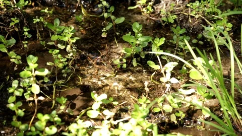 Brook In The Woods 動画素材 95032879