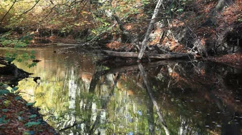 Brooke in an autumn forest Stock Footage 12422370