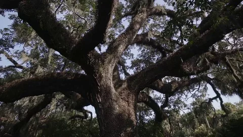 Brookgreen Gardens Stock Footage 73757994