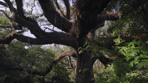 Brookgreen Gardens Stock Footage 73758634