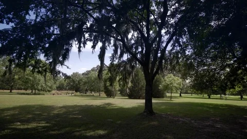 Brookgreen Gardens Stock Footage 73829581