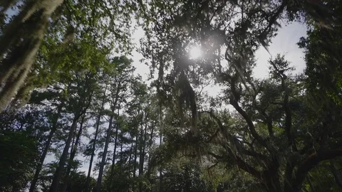 Brookgreen Gardens Vídeo Stock 73832919