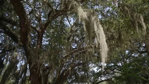 Brookgreen Gardens Stock Footage 73835490