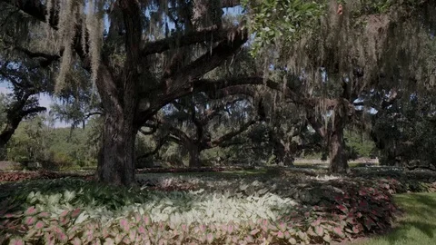 Brookgreen Gardens Stock Footage 73842898