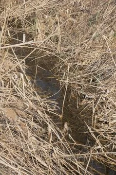 Brooklet with Reeds Foto stock