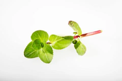 Brooklime (Veronica Beccabunga) 写真素材