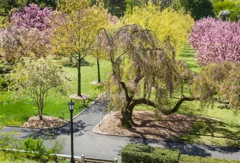 Brooklyn Botanic Garden Cherry Pathways Stock Photos