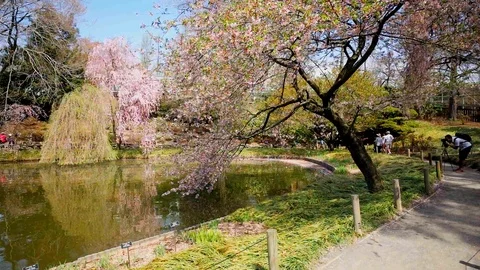 Brooklyn Botanical Gardens, Cherry Blossoms Stock Footage