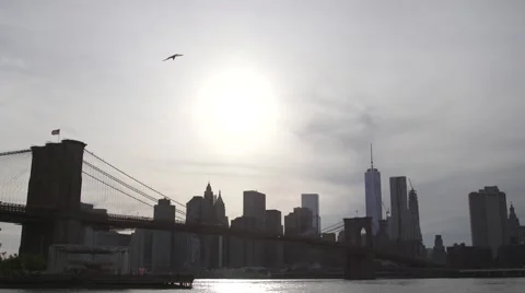 Brooklyn Bridge bird fly by in slow motion Stock Footage 57976413