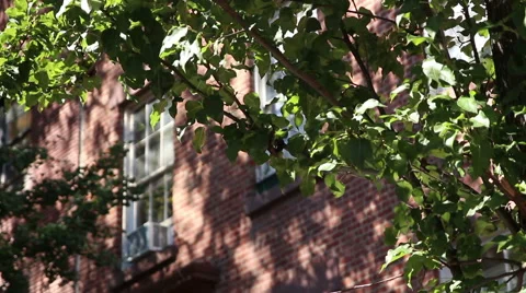 Brooklyn Heights Homes Foreground Focused Stock Footage 46743326