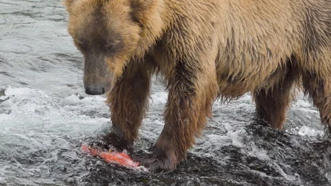Brooks Falls Bears 1 Vídeos de archivo 315172039