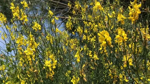 Broom in bloom, Tracking shot on yellow flowering wild gorse bush Stock Footage 155169386