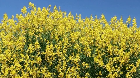 Broom on blue sky background Stock Footage 120802277