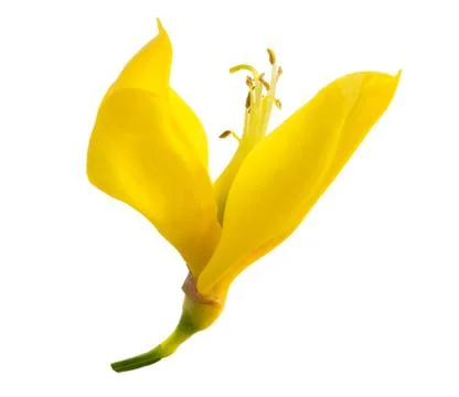 Broom flower Stock Photos