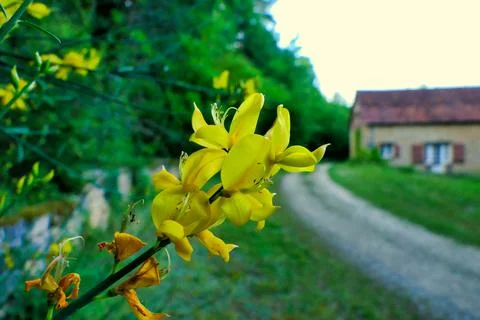 Broom Flower. 写真素材