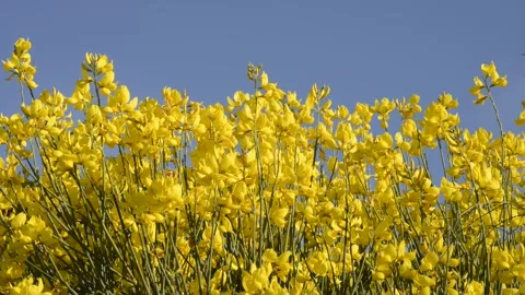 Broom flowers Stock Footage 272622151