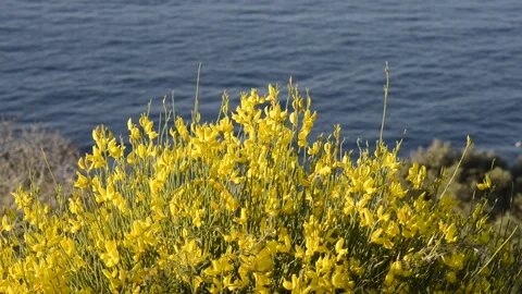 Broom flowers Stock Footage 272622214